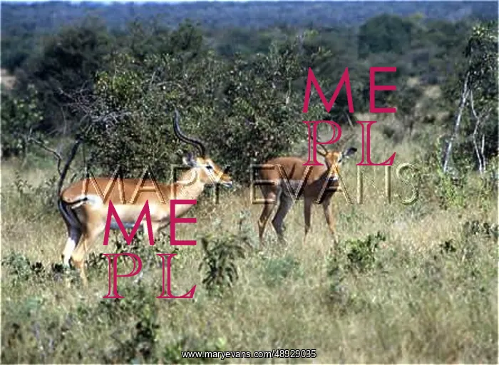 : IMPALA / SOUTH AFRICA : IMPALA / SOUTH AFRICA