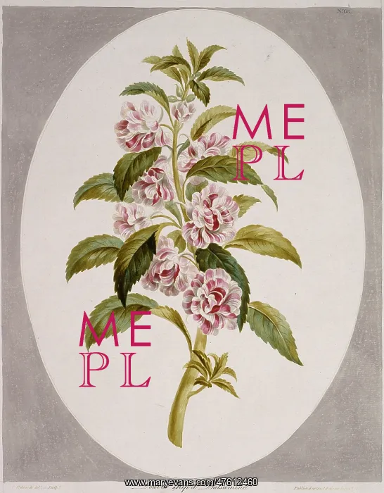 : Impatiens balsamina, garden balsam : Impatiens balsamina, garden balsam