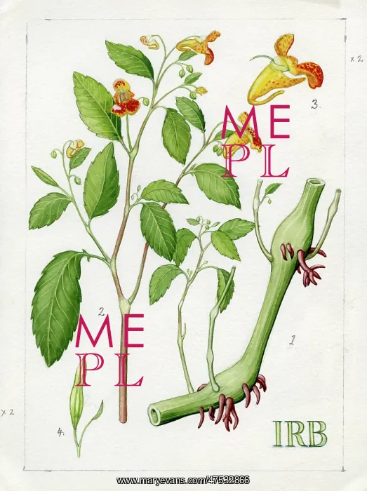 : Impatiens biflora - jewelweed : Impatiens biflora - jewelweed