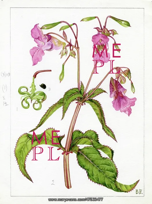 : Impatiens glandulifera - Himalayan balsam : Impatiens glandulifera - Himalayan balsam