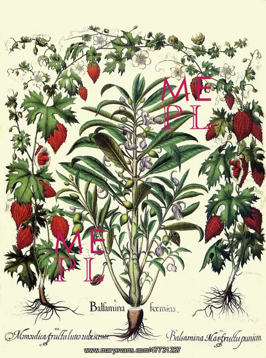 : Impatiens and Momordica : Impatiens and Momordica