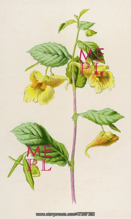  : IMPATIENS NOLI-ME-TANGER