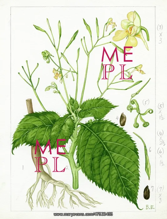 : Impatiens parviflora - small balsam : Impatiens parviflora - small balsam