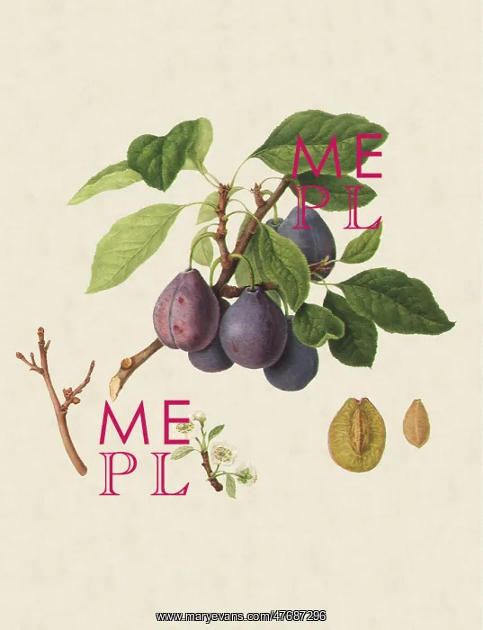  : Imperatrice Plums