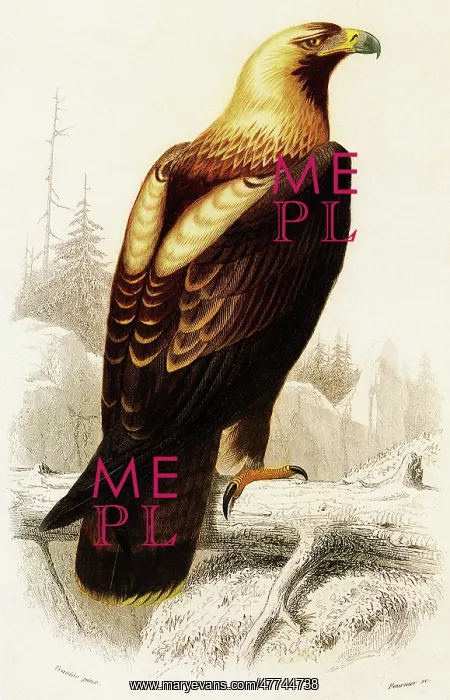  : Imperial Eagle (Aquila heliaca)