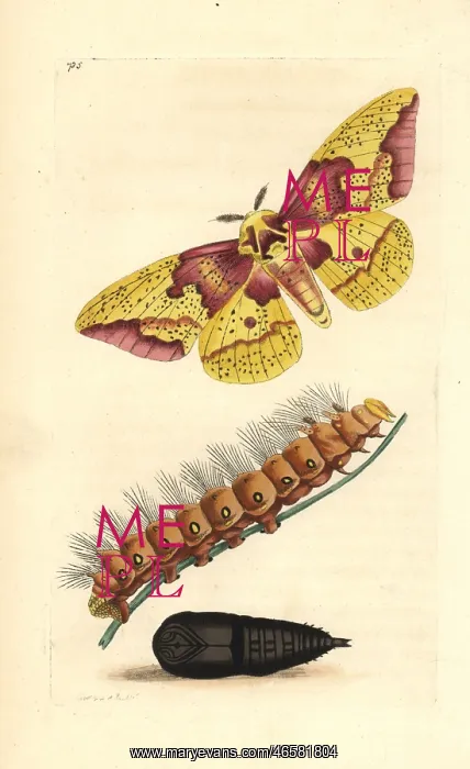 : Imperial moth, Eacles imperialis, with caterpillar and pupa : Imperial moth, Eacles imperialis, with caterpillar and pupa