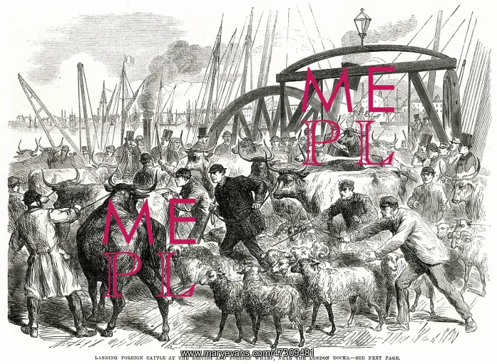 : IMPORTED CATTLE AT DOCKS : IMPORTED CATTLE AT DOCKS
