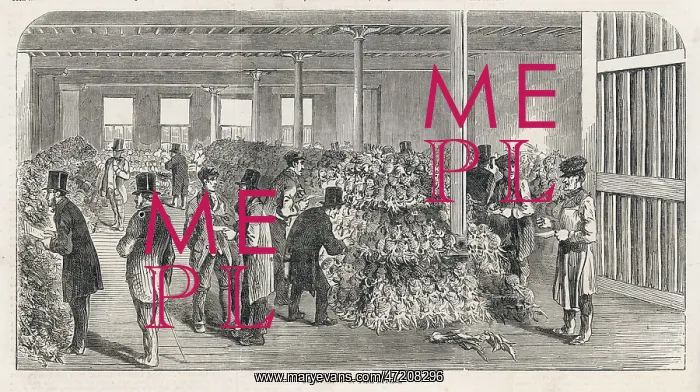 : IMPORTED PINEAPPLES / 1853 : IMPORTED PINEAPPLES / 1853