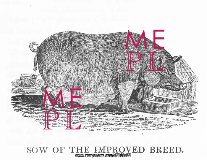 : IMPROVED SOW (BEWICK) : IMPROVED SOW (BEWICK)