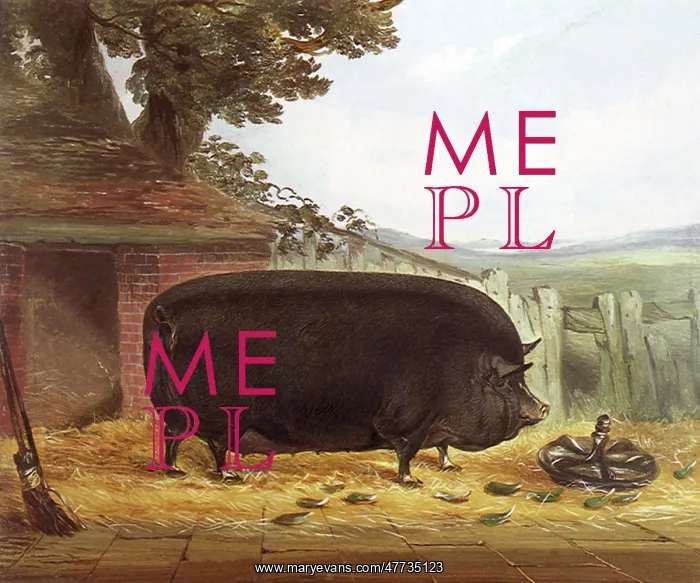  : Improved Suffolk Pig