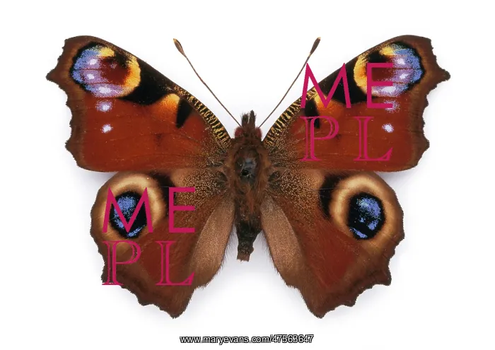 : Inachis io (Linnaeus), peacock butterfly : Inachis io (Linnaeus), peacock butterfly