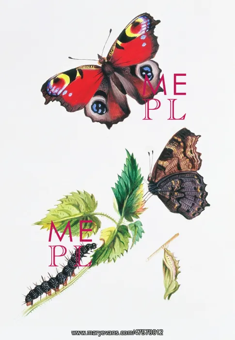 : Inachis io, peacock butterfly : Inachis io, peacock butterfly