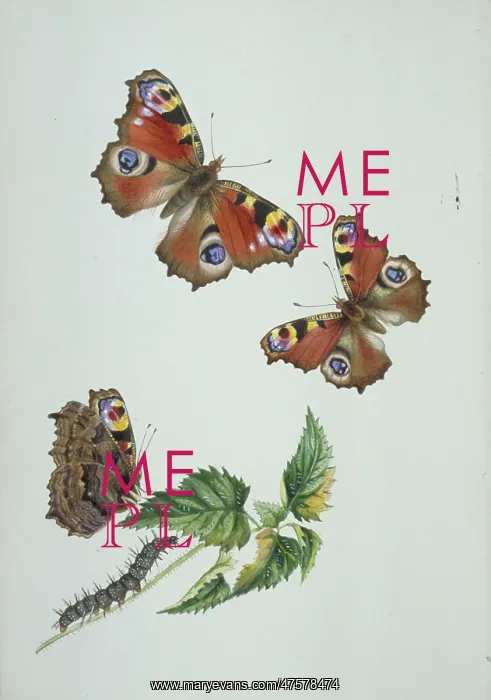 : Inachis io, peacock butterfly : Inachis io, peacock butterfly