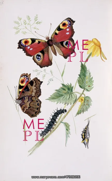 : Inachis io, peacock butterfly : Inachis io, peacock butterfly