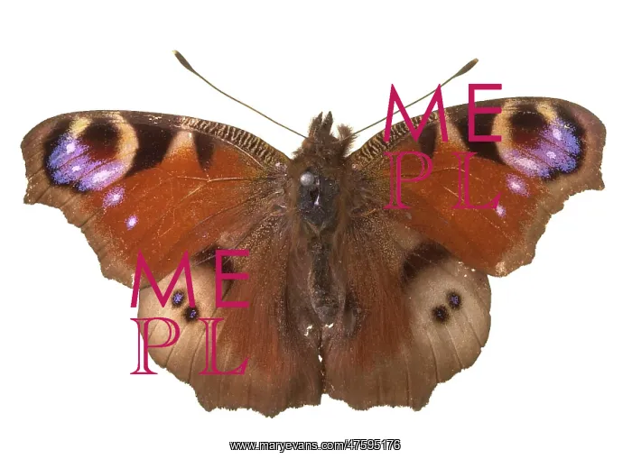 : Inachis io, peacock butterfly : Inachis io, peacock butterfly