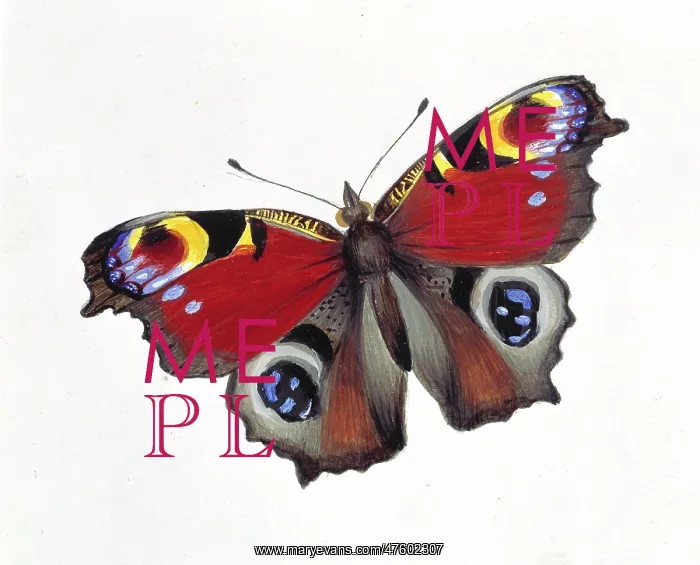 : Inachis io, peacock butterfly : Inachis io, peacock butterfly