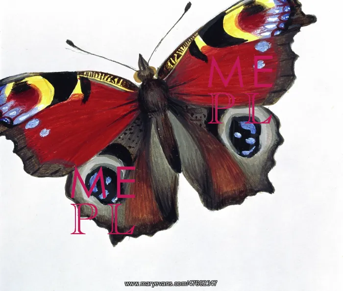: Inachis io, peacock butterfly : Inachis io, peacock butterfly