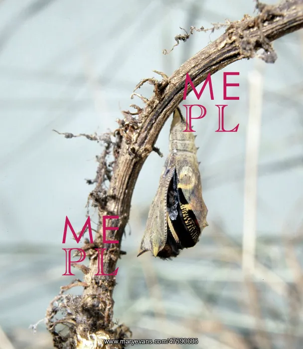 : Inachis io, peacock butterfly, emerging from its pupa : Inachis io, peacock butterfly, emerging from its pupa