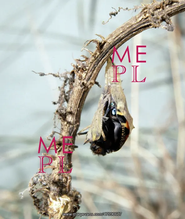 : Inachis io, peacock butterfly, emerging from its pupa : Inachis io, peacock butterfly, emerging from its pupa