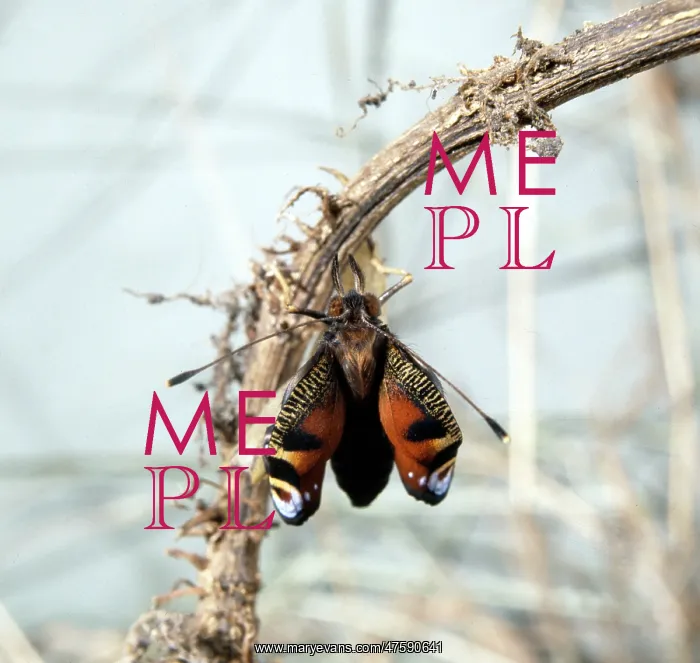: Inachis io, peacock butterfly, emerging from its pupa : Inachis io, peacock butterfly, emerging from its pupa