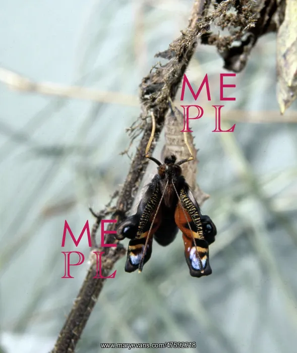 : Inachis io, peacock butterfly, emerging from its pupa : Inachis io, peacock butterfly, emerging from its pupa