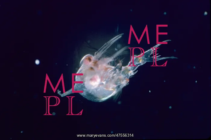 : Inachus dorsettensis, scorpion spider crab : Inachus dorsettensis, scorpion spider crab