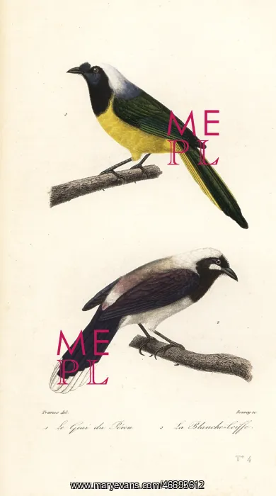  : Inca jay and Cayenne jay