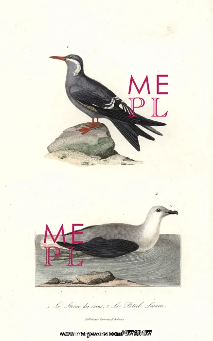 : Inca tern, Larosterna inca, and white-headed : Inca tern, Larosterna inca, and white-headed