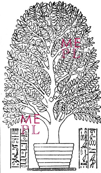 : Incense tree : Incense tree