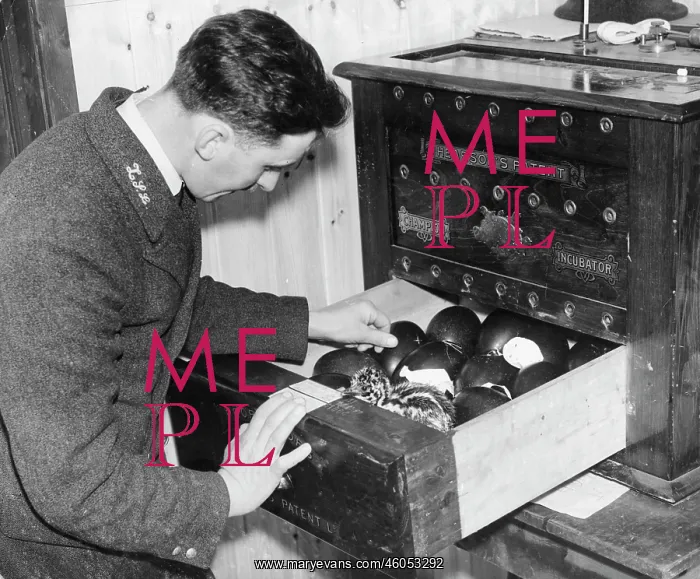 : Incubator with emu-eggs. Photograph. 1935 : Incubator with emu-eggs. Photograph. 1935