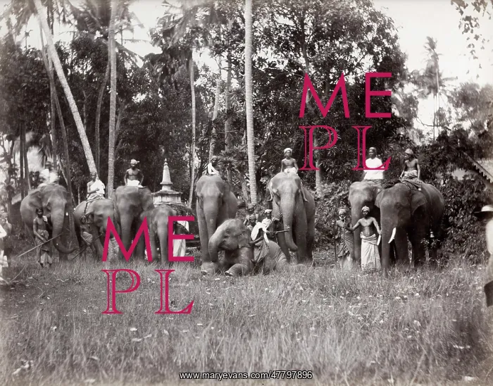 : India, large group of working elephants and mahouts : India, large group of working elephants and mahouts