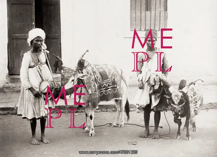 : India, musicians and drums, with cow and goat : India, musicians and drums, with cow and goat
