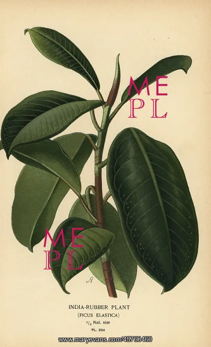 : India-rubber plant, Ficus elastica : India-rubber plant, Ficus elastica