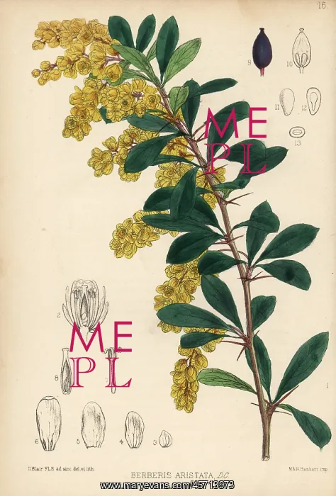 : Indian barberry, Berberis aristata : Indian barberry, Berberis aristata