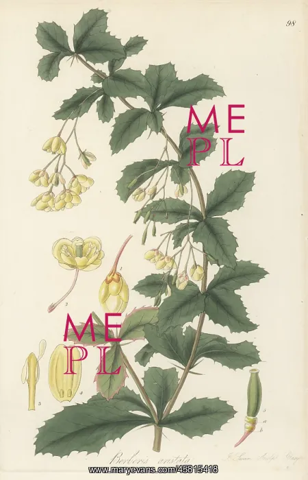 : Indian barberry, Berberis aristata : Indian barberry, Berberis aristata