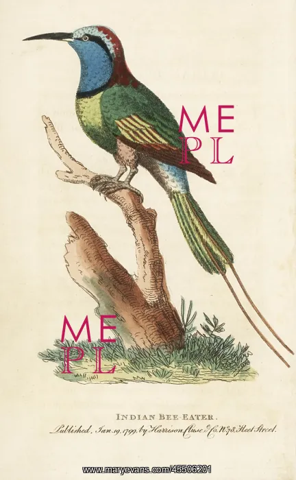 : Indian bee eater, Merops orientalis : Indian bee eater, Merops orientalis