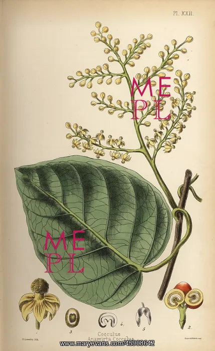 : Indian berry or cocculus, Anamirta cocculus : Indian berry or cocculus, Anamirta cocculus