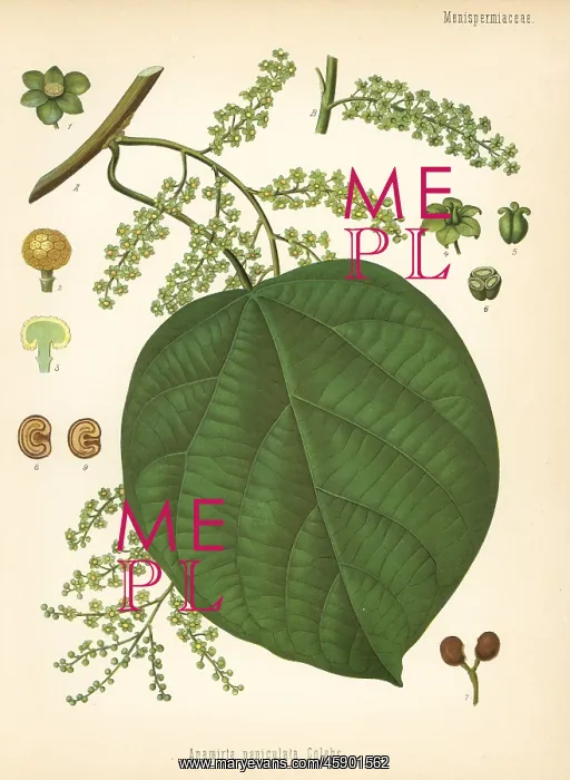 : Indian berry tree, Anamirta cocculus : Indian berry tree, Anamirta cocculus