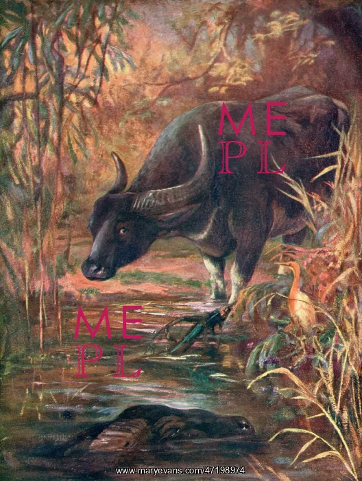  : INDIAN BUFFALO 1909
