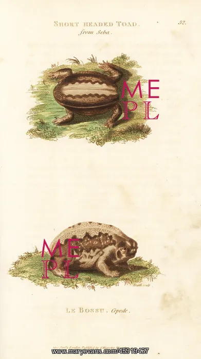 : Indian burrowing frog and cape rain frog : Indian burrowing frog and cape rain frog