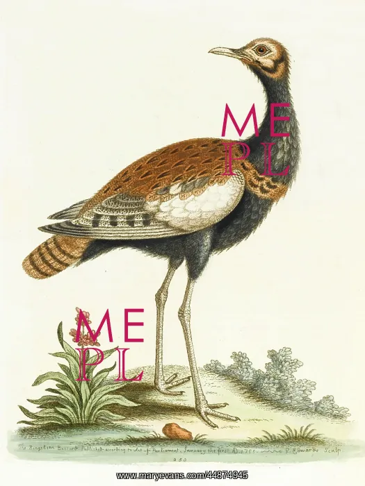  : The Indian bustard