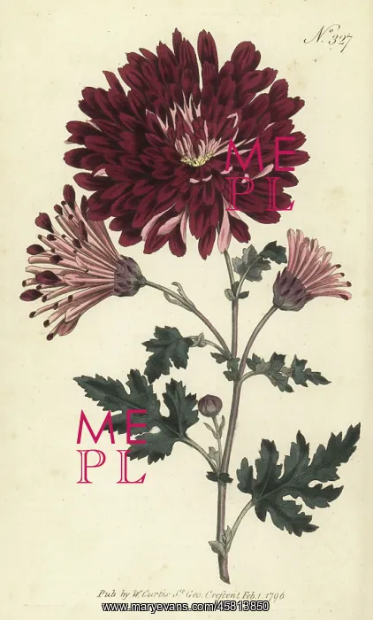 : Indian chrysanthemum, Chrysanthemum indicum : Indian chrysanthemum, Chrysanthemum indicum