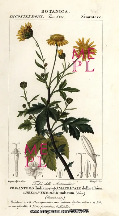 : Indian chrysanthemum, Chrysanthemum indicum : Indian chrysanthemum, Chrysanthemum indicum