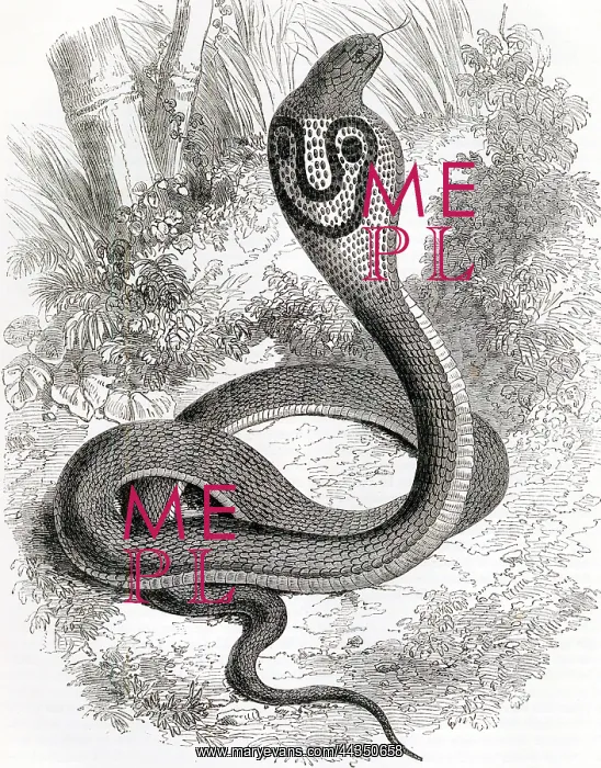  : Indian Cobra