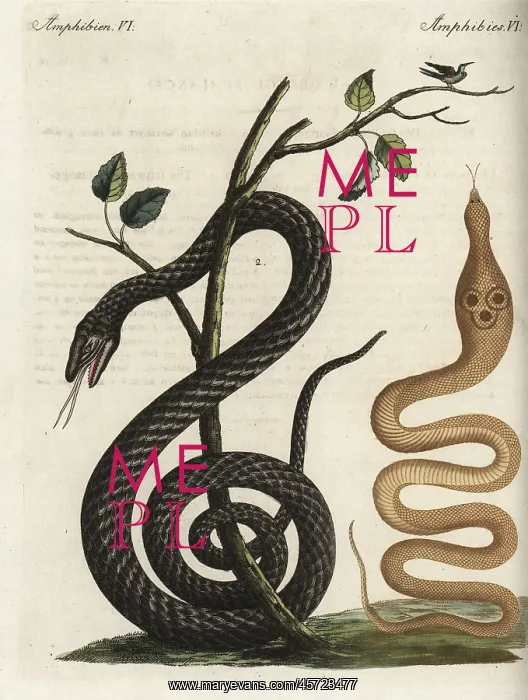 : Indian cobra and black snake : Indian cobra and black snake