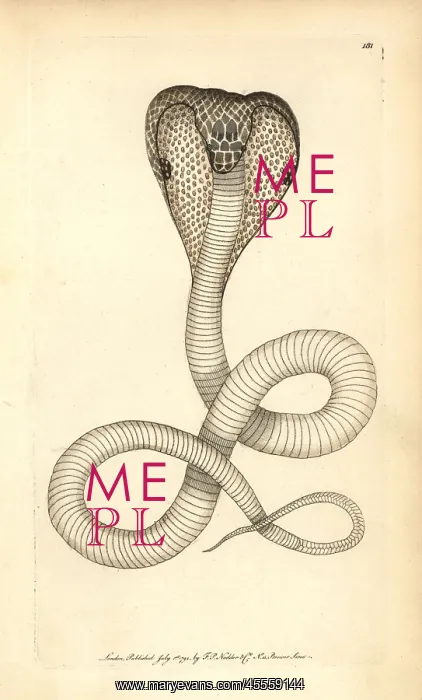 : Indian cobra, Naja naja : Indian cobra, Naja naja