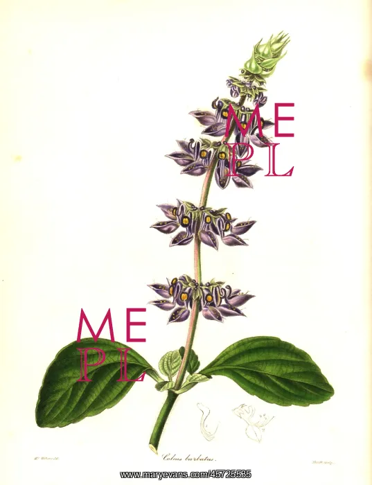 : Indian coleus, Plectranthus barbatus : Indian coleus, Plectranthus barbatus