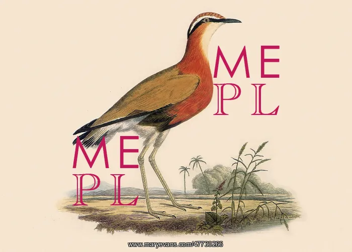 : Indian Courser, Cursorius coromandelicus : Indian Courser, Cursorius coromandelicus