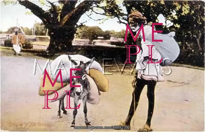  : INDIAN DHOBI & DONKEY