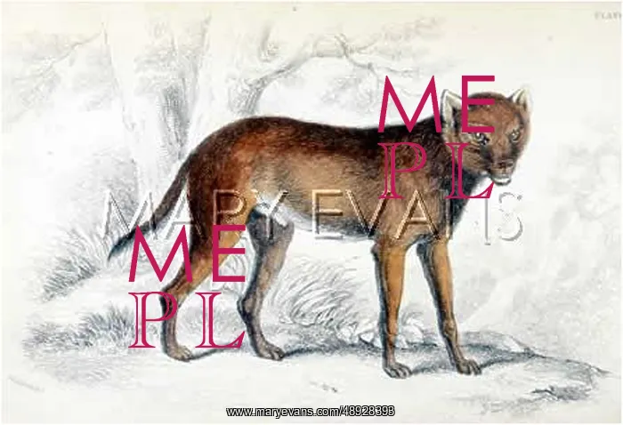  : INDIAN DHOLE
